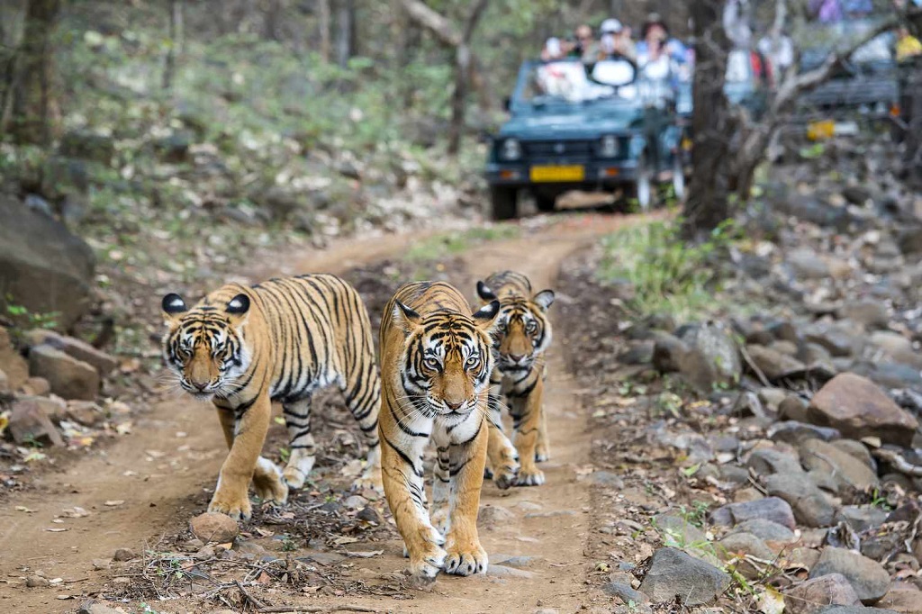 Golden Triangle with Kashmir & Shimla Manali Tour